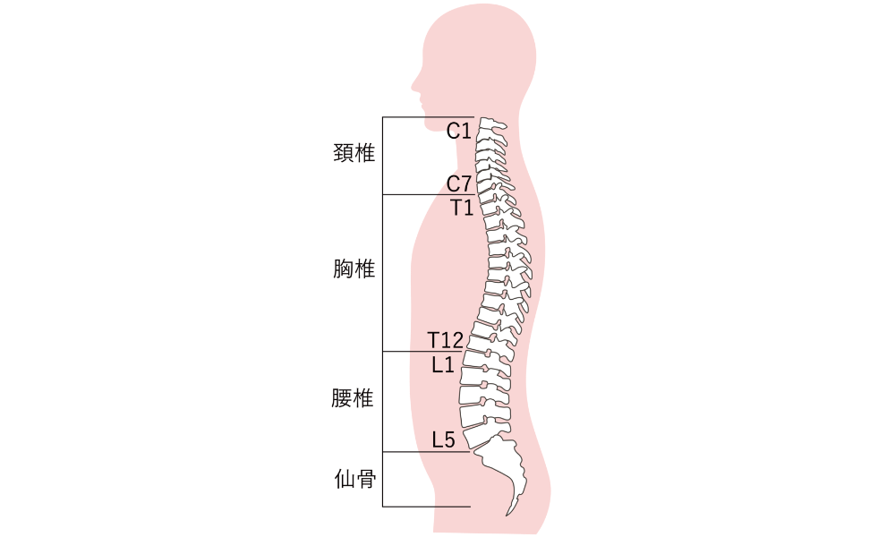 人間の椎骨・脊柱
