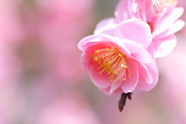 梅の花