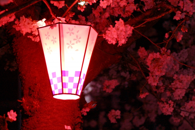 夜桜