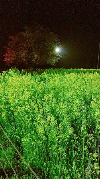 権現堂の菜の花