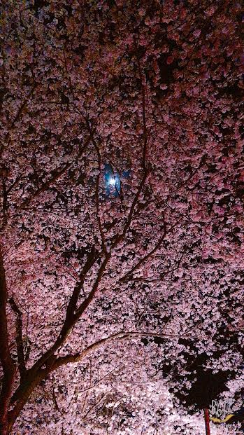 権現堂の桜