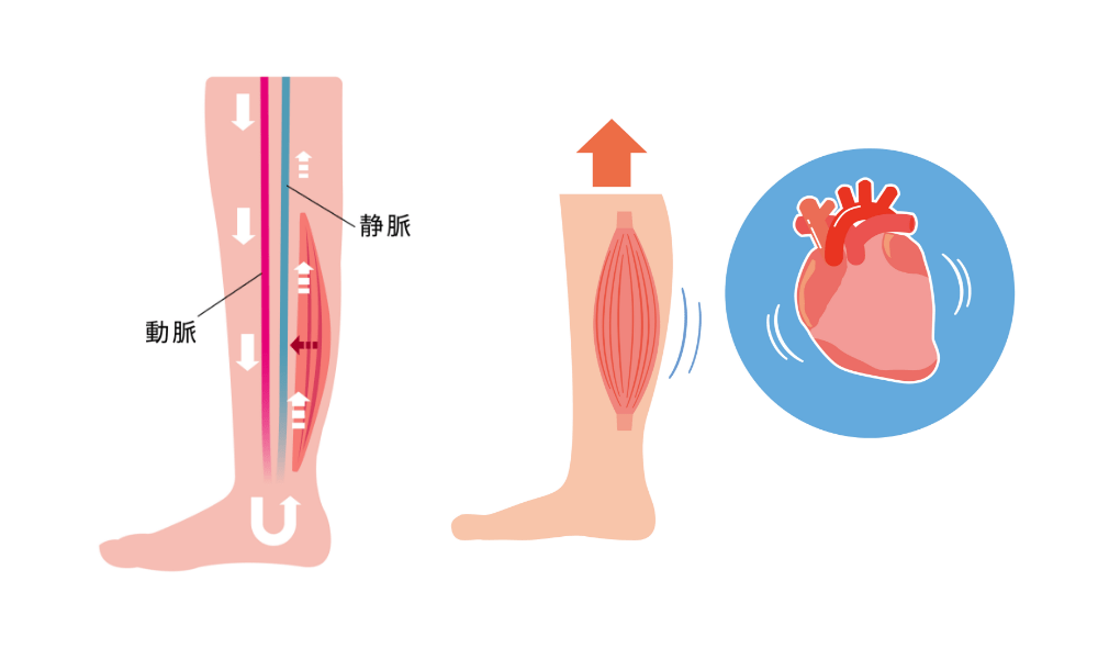 ふくらはぎと血流の関係