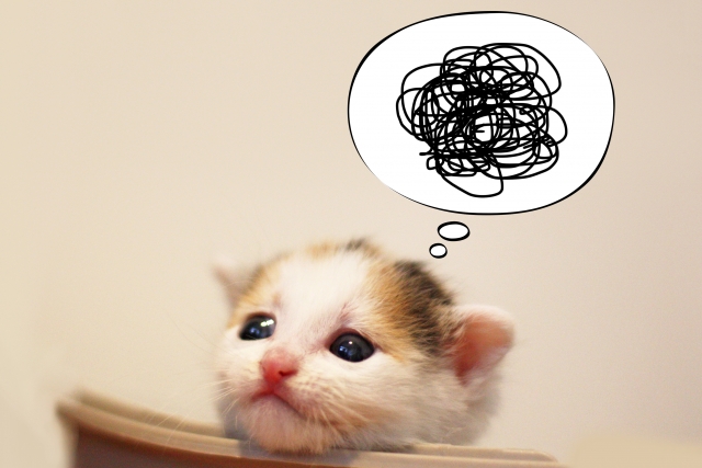 子猫