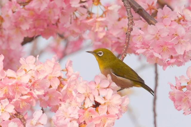 河津桜