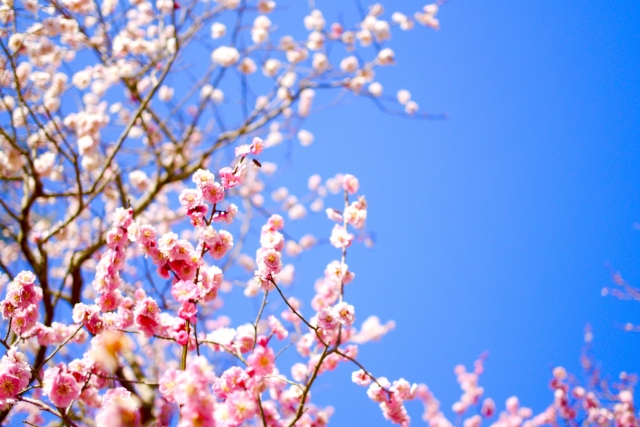 梅の花