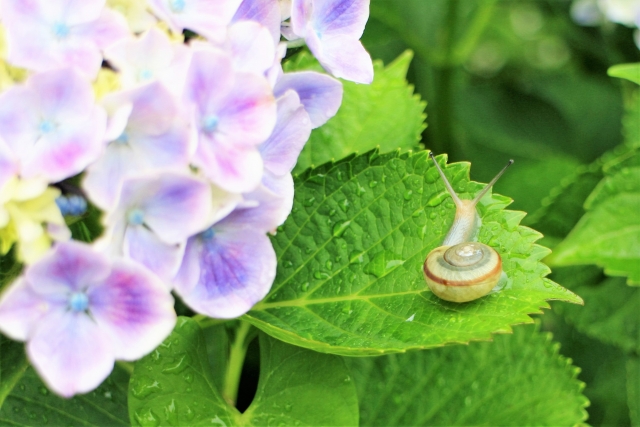 紫陽花
