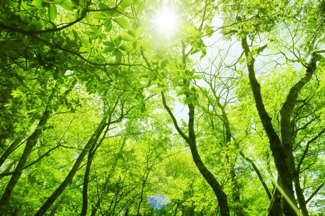 新緑の季節
