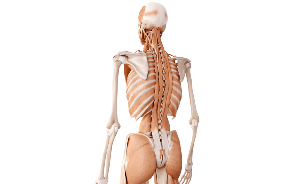腰や背中の骨と筋肉