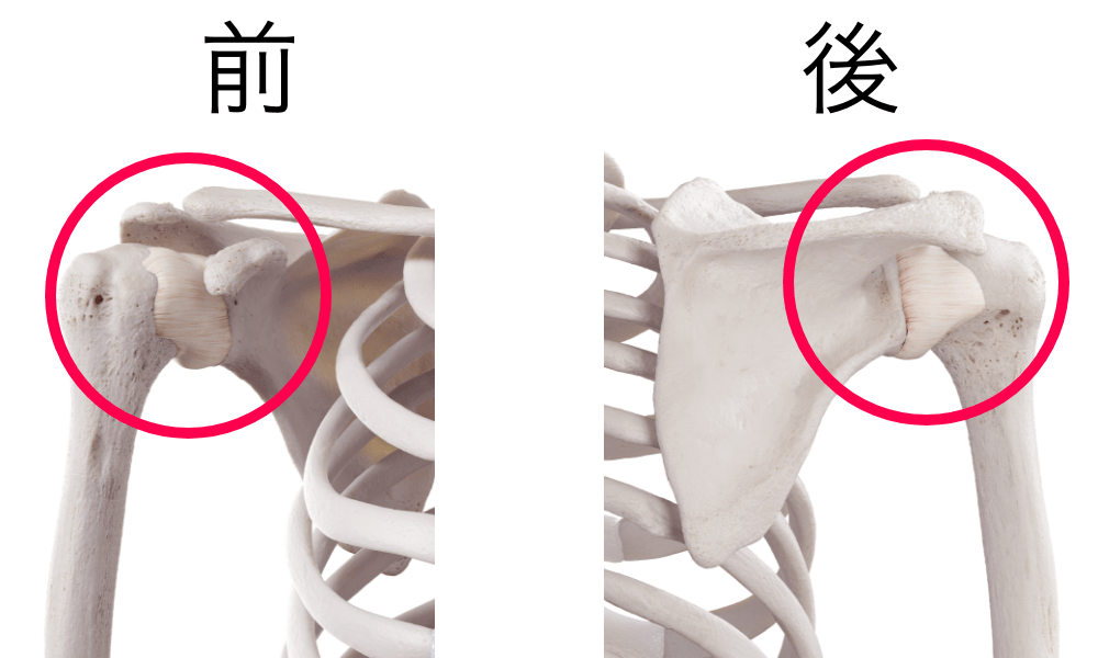 肩の関節包(右肩)